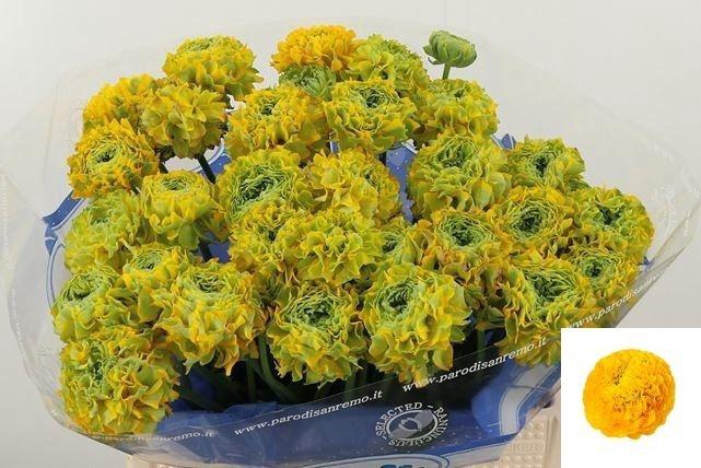 <h4>RAN PON PON LUNA</h4>