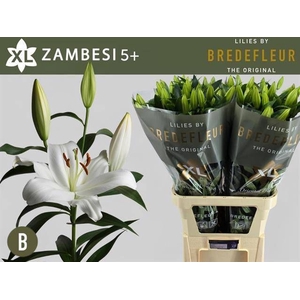LI OT ZAMBESI