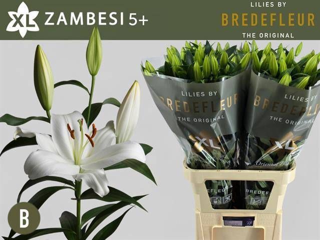 <h4>LI OT ZAMBESI</h4>