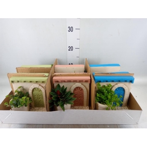 Arr. Kamerplant Groen L%