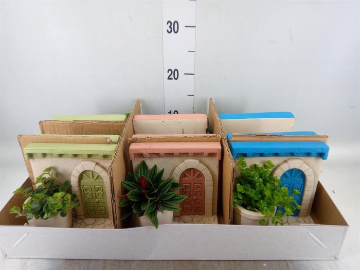 <h4>Arr. Kamerplant Groen L%</h4>