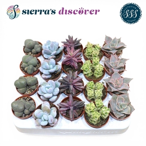 Discover® - Barcelona Succulents Mix (Exclusive)