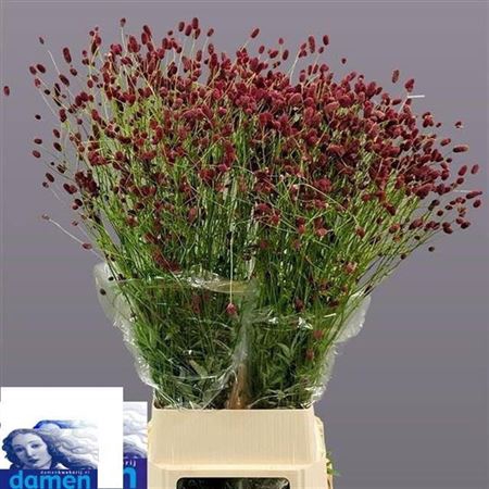 <h4>Sanguisorba Of Arnhem</h4>
