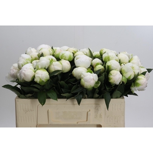 Paeonia Madame Claude Tain