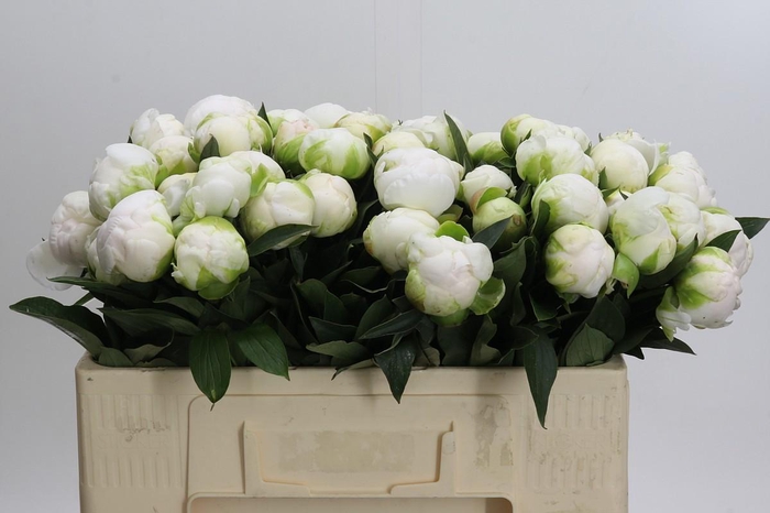 <h4>Paeonia Madame Claude Tain</h4>