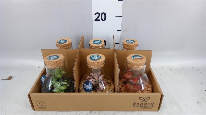 <h4>Arr. Planten L%</h4>