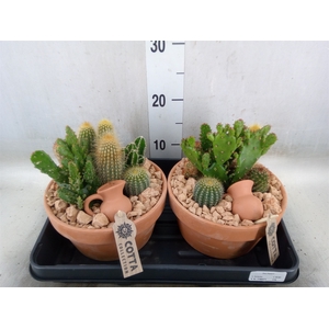 Arr.  Cactus L%
