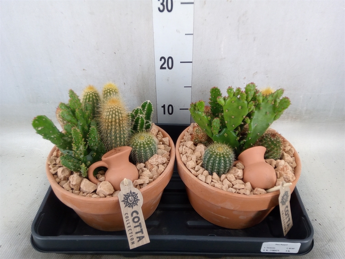 <h4>Arr.  Cactus L%</h4>