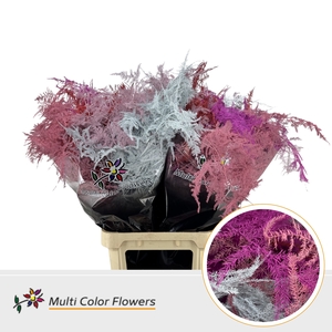 Asparagus Lang Love Mix