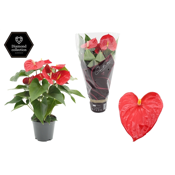 <h4>Anthurium 14 cm Casparo in Couture Diamond Line Purple sleeve</h4>