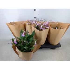 Primulina dryas 'Little Lina'