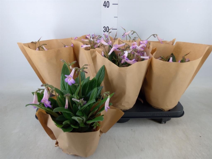 <h4>Primulina dryas 'Little Lina'</h4>