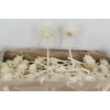 PF Cynara Bleached 8/12 cm