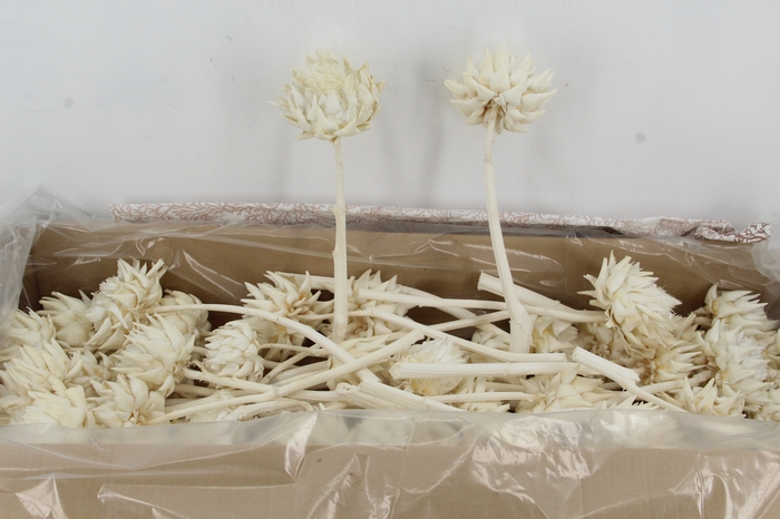 PF Cynara Bleached 8/12 cm
