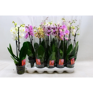 PHAL GEM