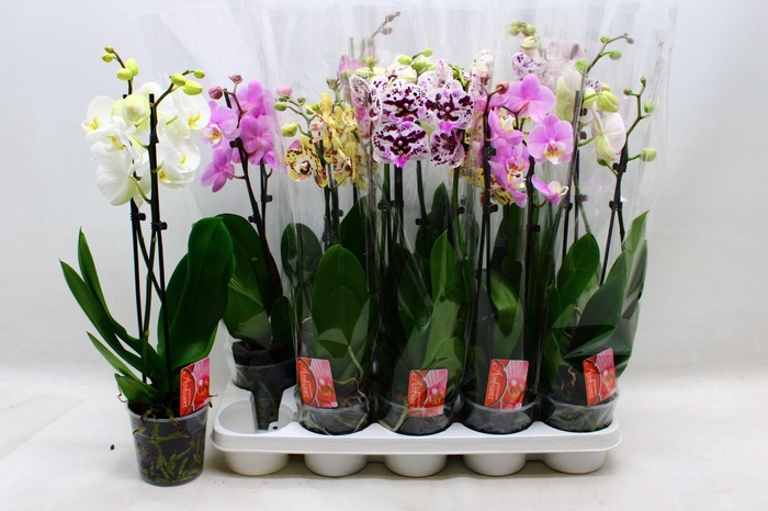 <h4>PHAL GEM</h4>