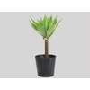 AGAVE ATTENUATA VASO 25L