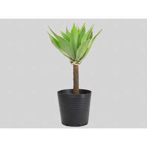 AGAVE ATTENUATA VASO 25L