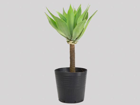 AGAVE ATTENUATA VASO 25L