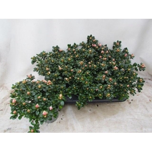 RHODO SI MEVR GERARD