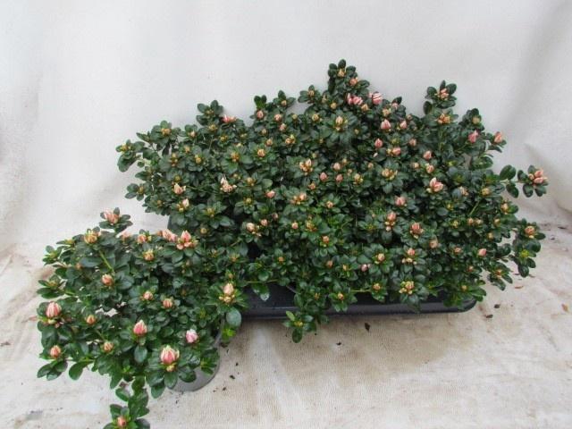 <h4>RHODO SI MEVR GERARD</h4>