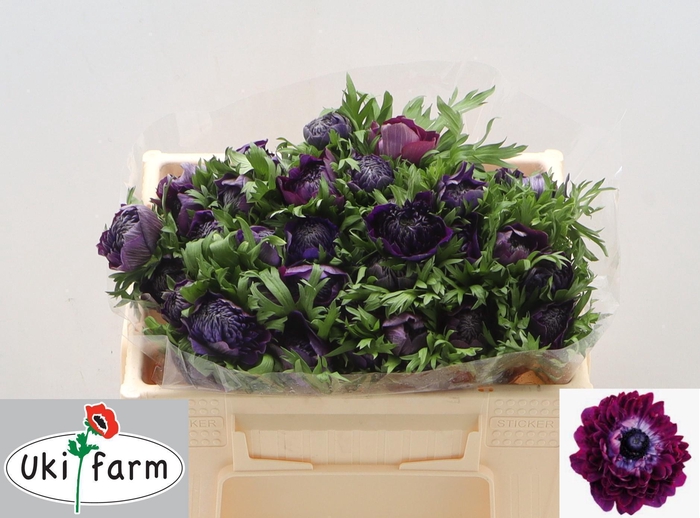 <h4>Anem Co Levan Bordo</h4>