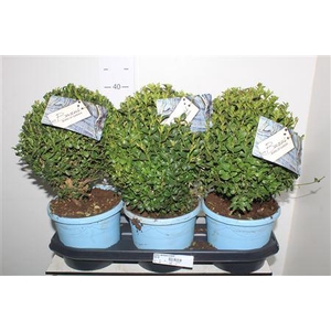 Buxu Sempervirens