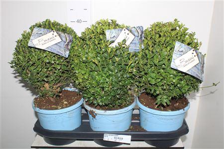 <h4>Buxu Sempervirens</h4>