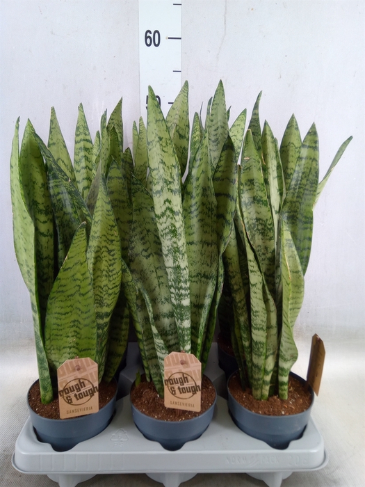 <h4>Sansevieria zeylanica</h4>