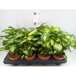 Syngonium  'Pixie'