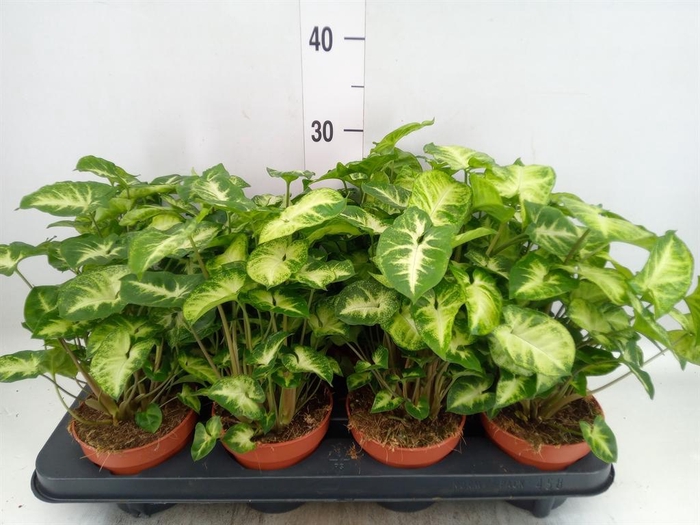 <h4>Syngonium  'Pixie'</h4>