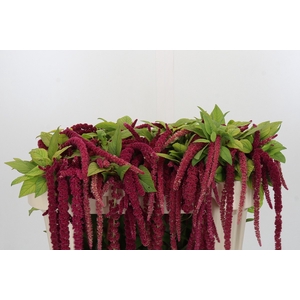 Amaranthus caudatus 'Red Cord'