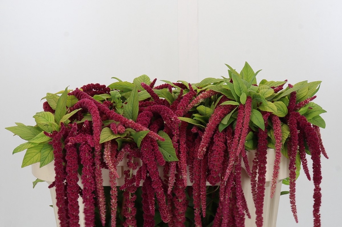 <h4>Amaranthus caudatus 'Red Cord'</h4>