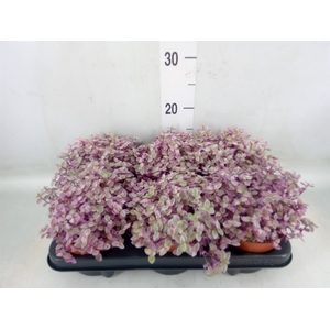 Callisia repens 'Rosato'