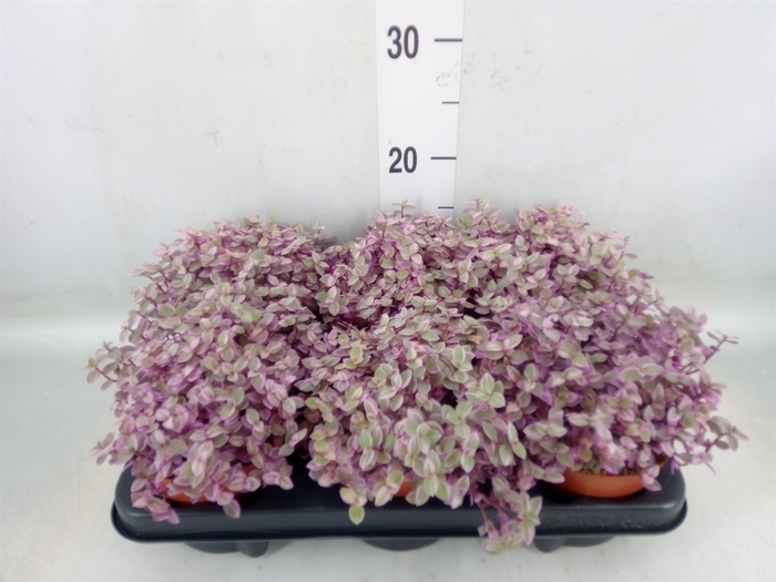 <h4>Callisia repens 'Rosato'</h4>