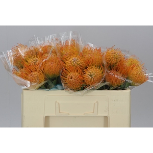 Leucospermum Ayoba Sun
