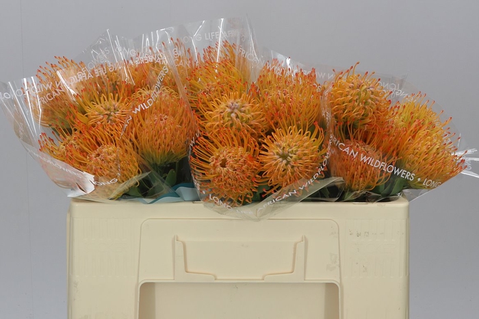 <h4>Leucospermum Ayoba Sun</h4>