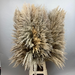 Dried Cortaderia Sacuara Natural