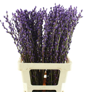Salix Snow Flake Klb Purple