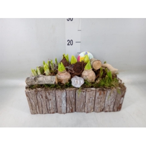 Arr.   Bol/Knolgewas L%