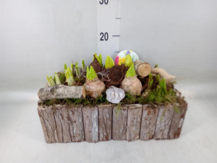 <h4>Arr.   Bol/Knolgewas L%</h4>