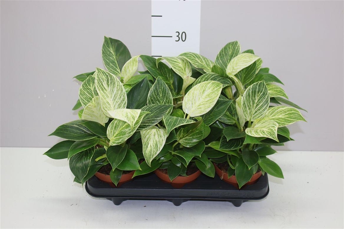 <h4>Philodendron White Wave</h4>