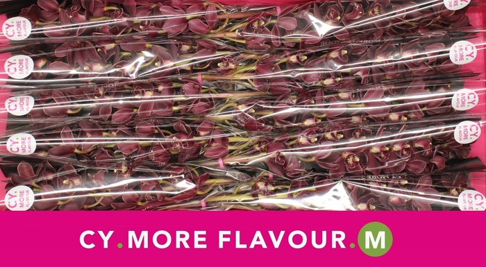 <h4>Mini cymbidium 'Madelon' 60 cm</h4>