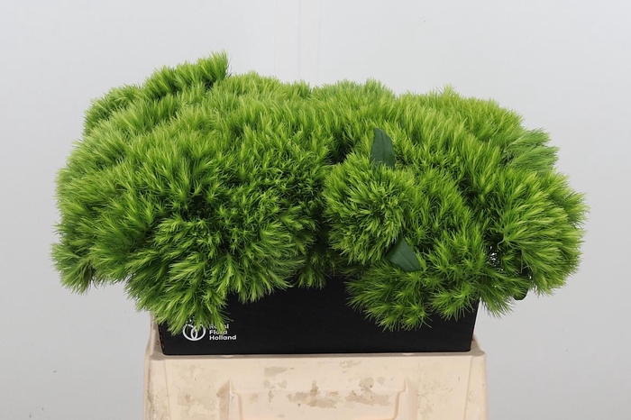 <h4>Di Barb Green Wicky</h4>