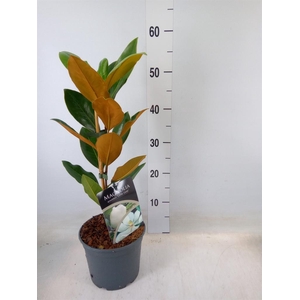 Magnolia grandiflora