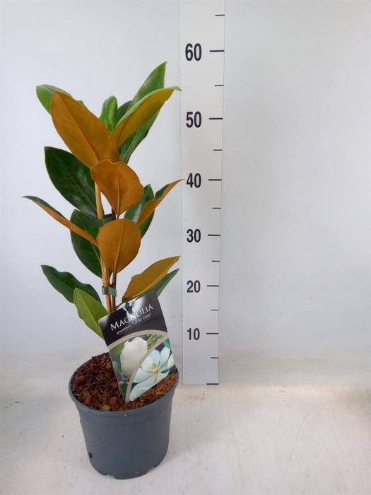<h4>Magnolia grandiflora</h4>