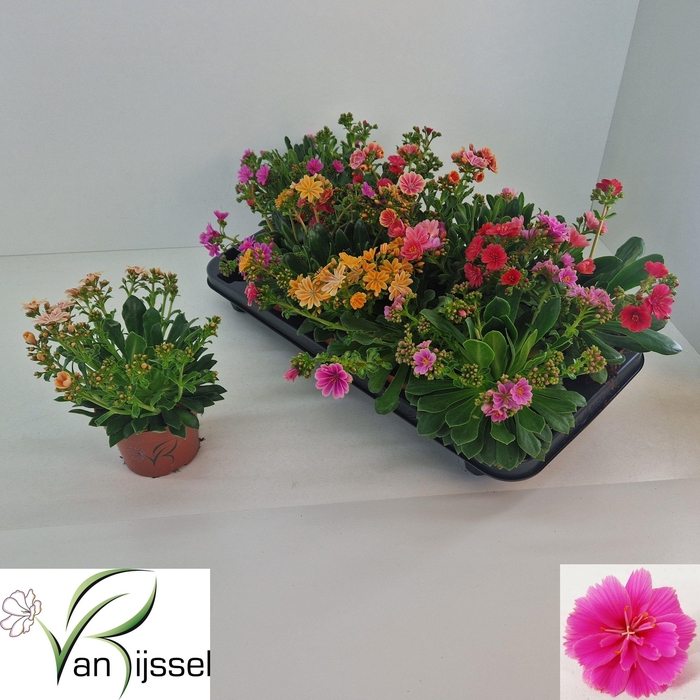 <h4>LEWI MOU DREAMS GEM</h4>