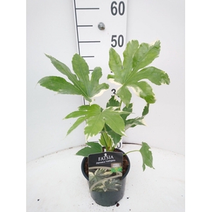 Fatsia japonica Variegata C2