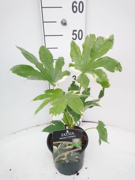 <h4>Fatsia japonica Variegata C2</h4>