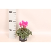 Cyclamen Super Serie Neon Pink